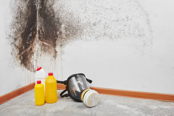 Best DIY Mold Remediation Support Services in Smyrna, TN