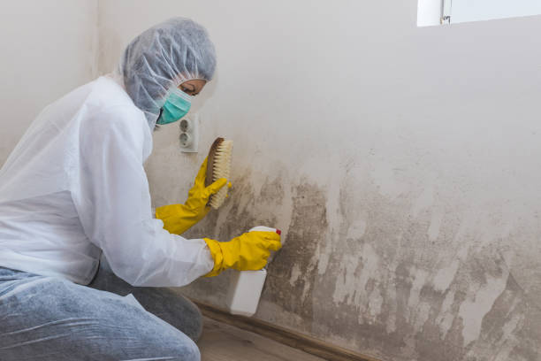 Best Attic Mold Remediation in Smyrna, TN