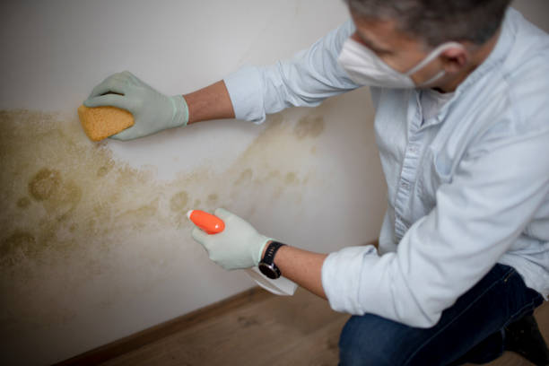 Best Post-Flood Mold Remediation in Smyrna, TN
