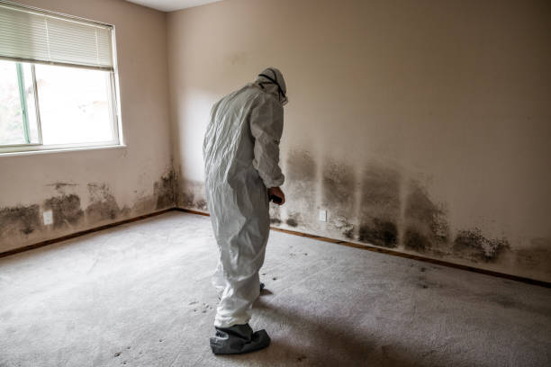 Best Kitchen Mold Remediation in Smyrna, TN