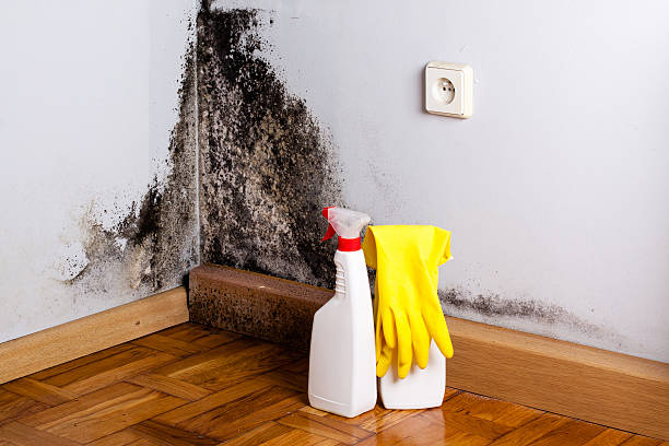 Best Commercial Mold Remediation in Smyrna, TN