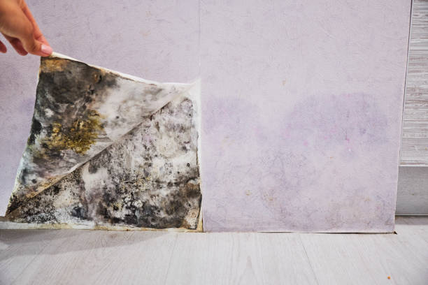 Best Insurance-Related Mold Remediation in Smyrna, TN